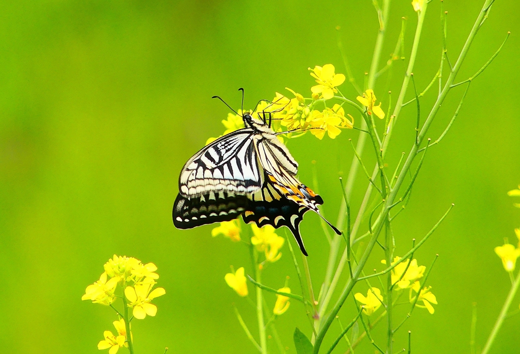 P4900540：ナミアゲハ_R