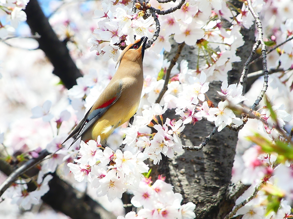 P3990672：桜にヒレンジャク_R