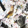 P3990672：桜にヒレンジャク_R