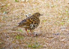 P1760063：トラツグミ_R