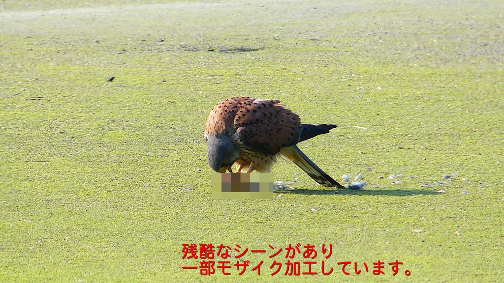 P1990080：チョウゲンボウ-17_R