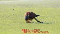 P1990080：チョウゲンボウ-17_R