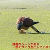 P1990080：チョウゲンボウ-17_R