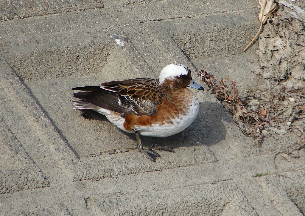 P1580057：頭が白いヒドリガモ_R