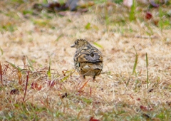 P1760016：トラツグミ_R
