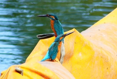 P4480508：カワセミ（オス）_R