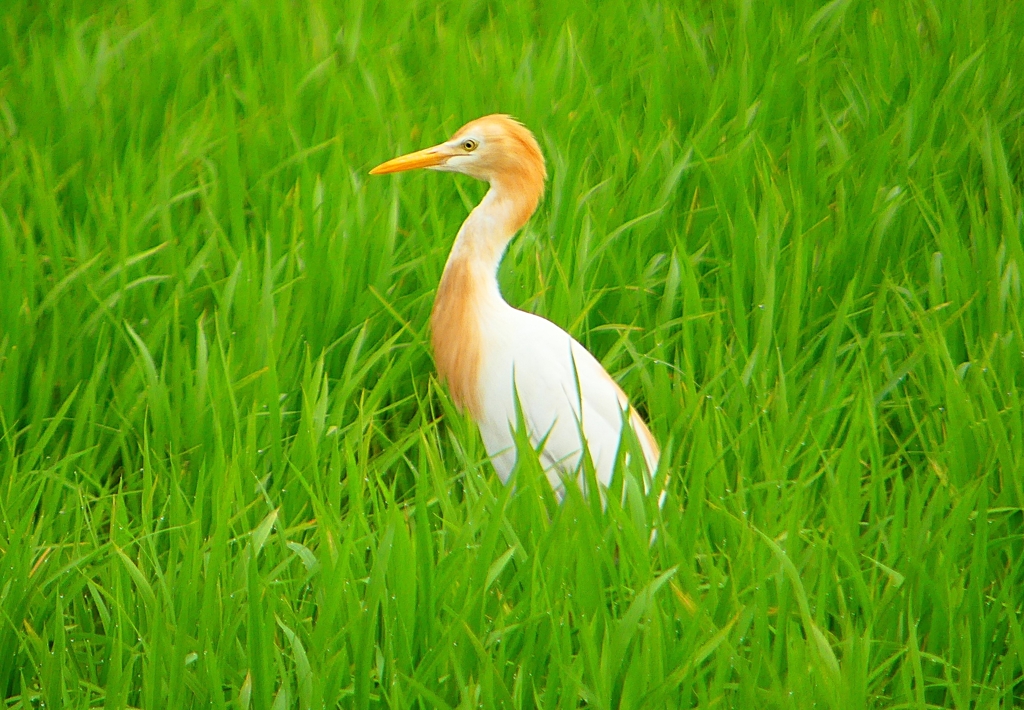 P1060006：アマサギ_R