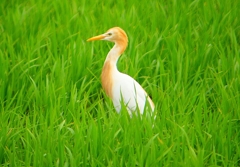 P1060006：アマサギ_R