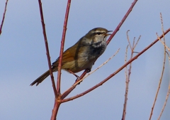 P1840348：ウグイス_R