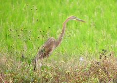 P1410221：ムラサキサギ_R