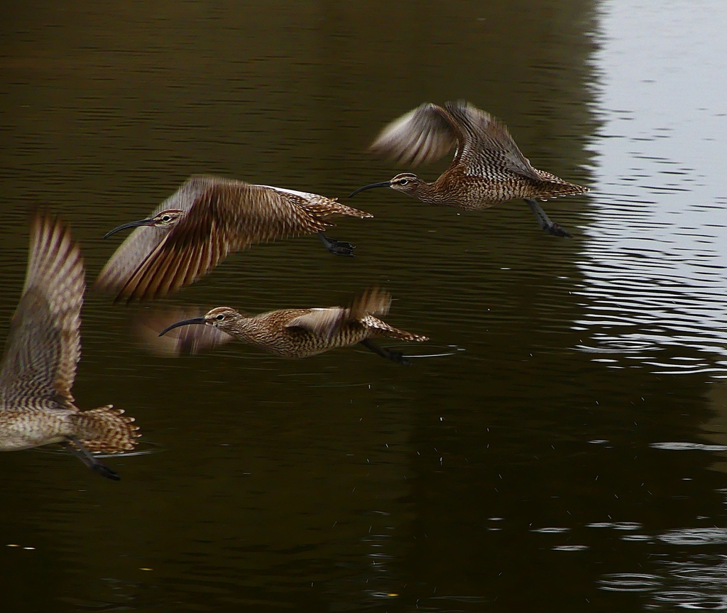 P4930408：チュウシャクシギ_R