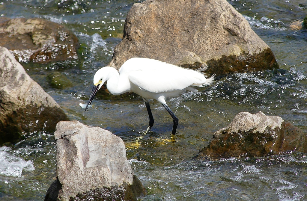 P1020345：コサギ_R
