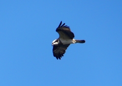P1530751：飛ぶミサゴ_R