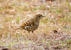 P1760076：トラツグミ_R
