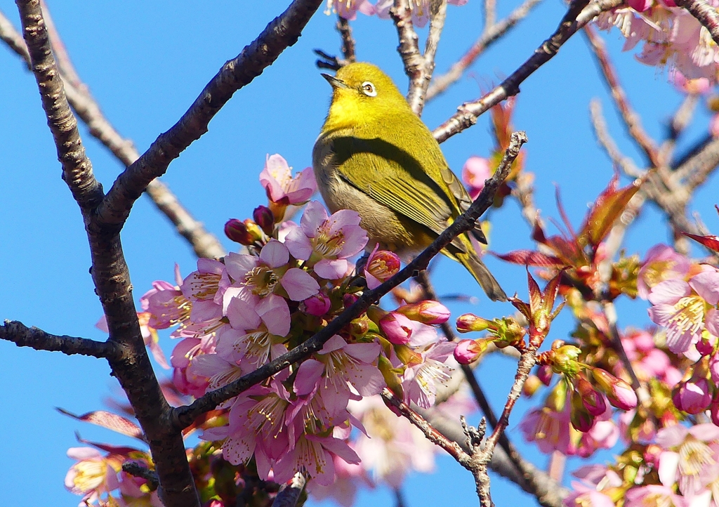 P1550457：メジロ_R