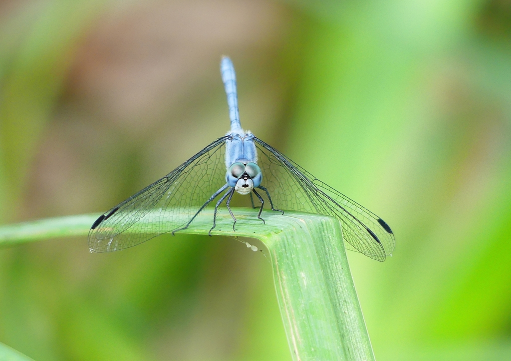 P1210198：ナニワトンボ（オス）_R