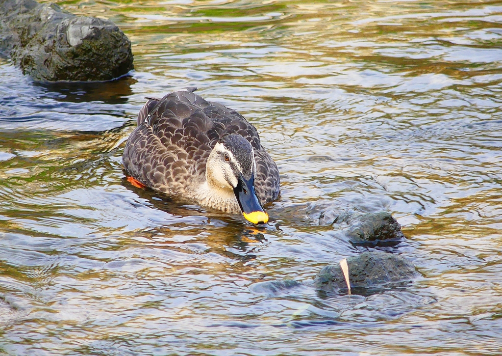 P4510463：カルガモ_R