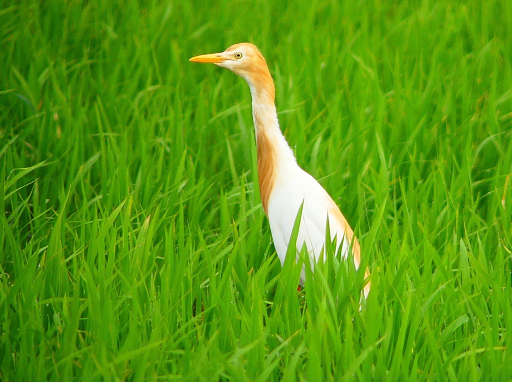 P1060044：アマサギ_R