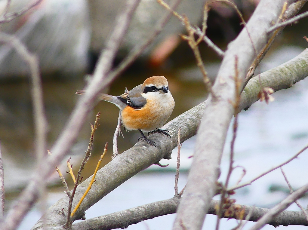 P4760786：モズ（オス）_R