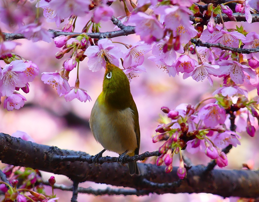 P4780032：メジロ＜河津桜＞_R