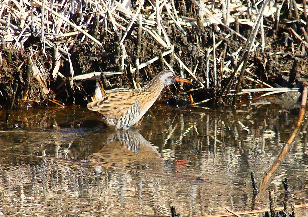 P4690155：クイナ_R