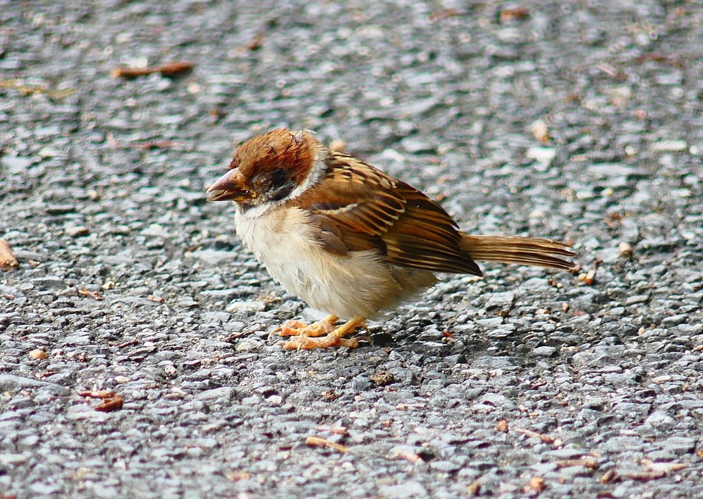 P4230391：スズメ（若鳥）_R