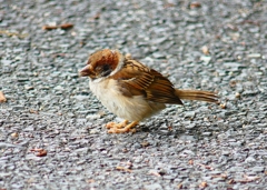 P4230391：スズメ（若鳥）_R