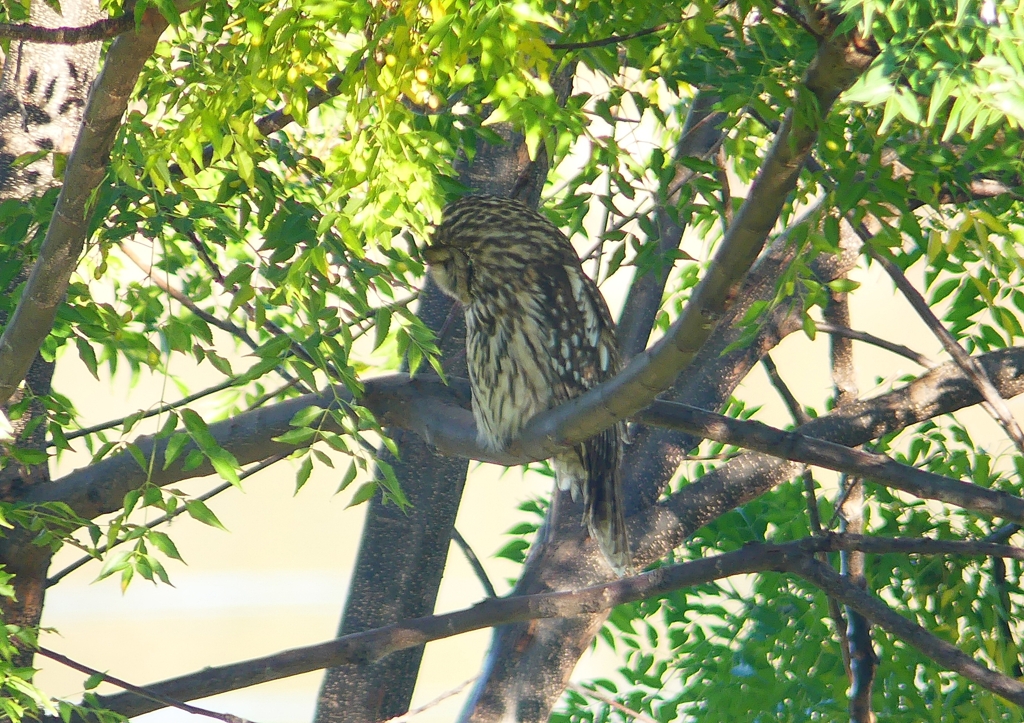 P1450269：フクロウ_R