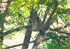 P1450269：フクロウ_R