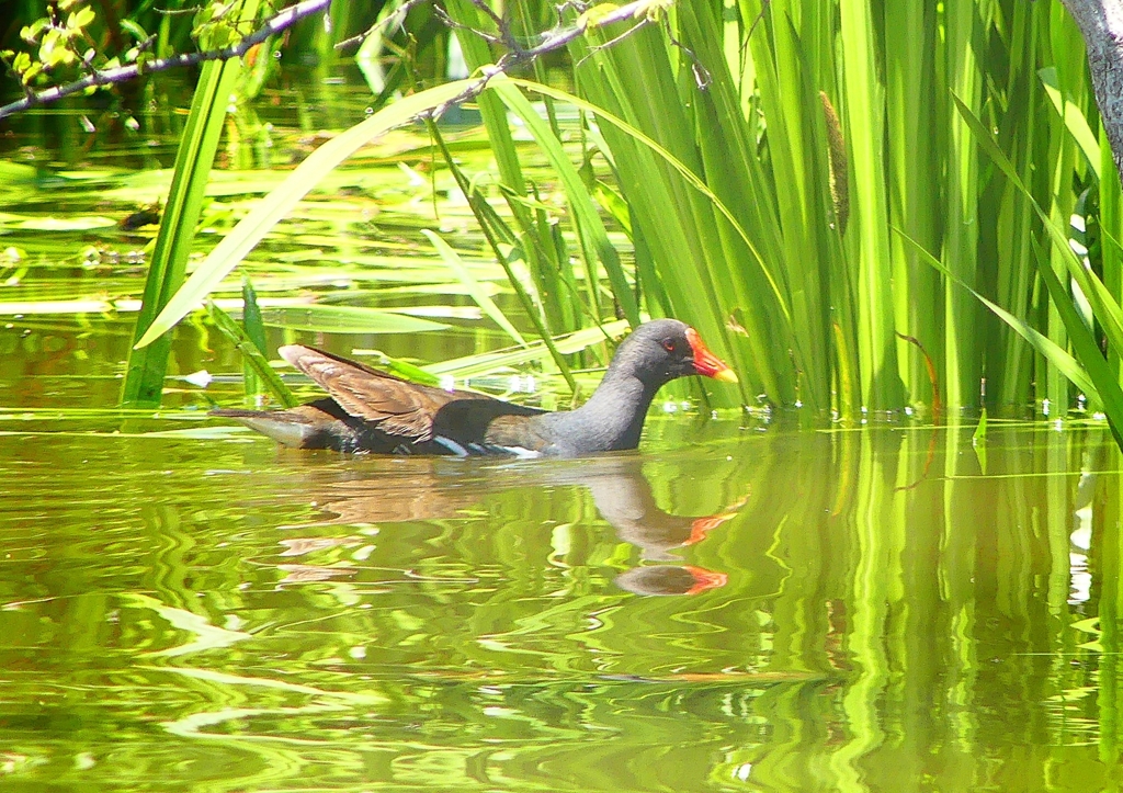 P2010700：バン_R