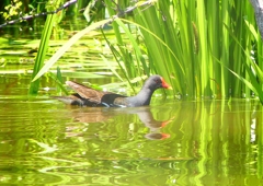 P2010700：バン_R