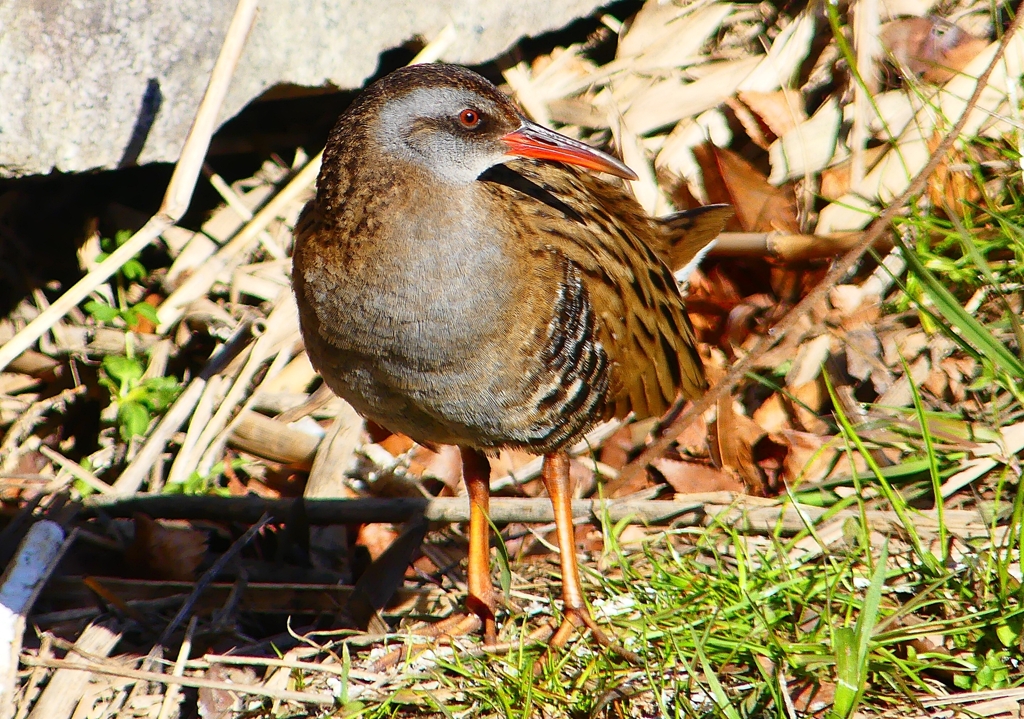 P1730125：クイナ_R