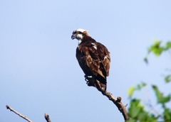P4400290：ミサゴ_R
