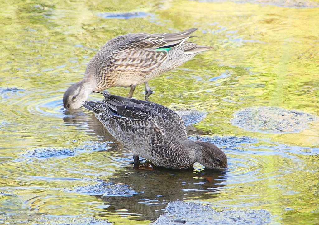 P1220264：コガモ_R
