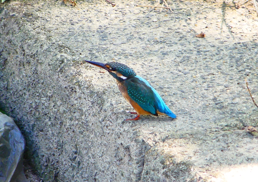 P1280611：カワセミ（メス）_R