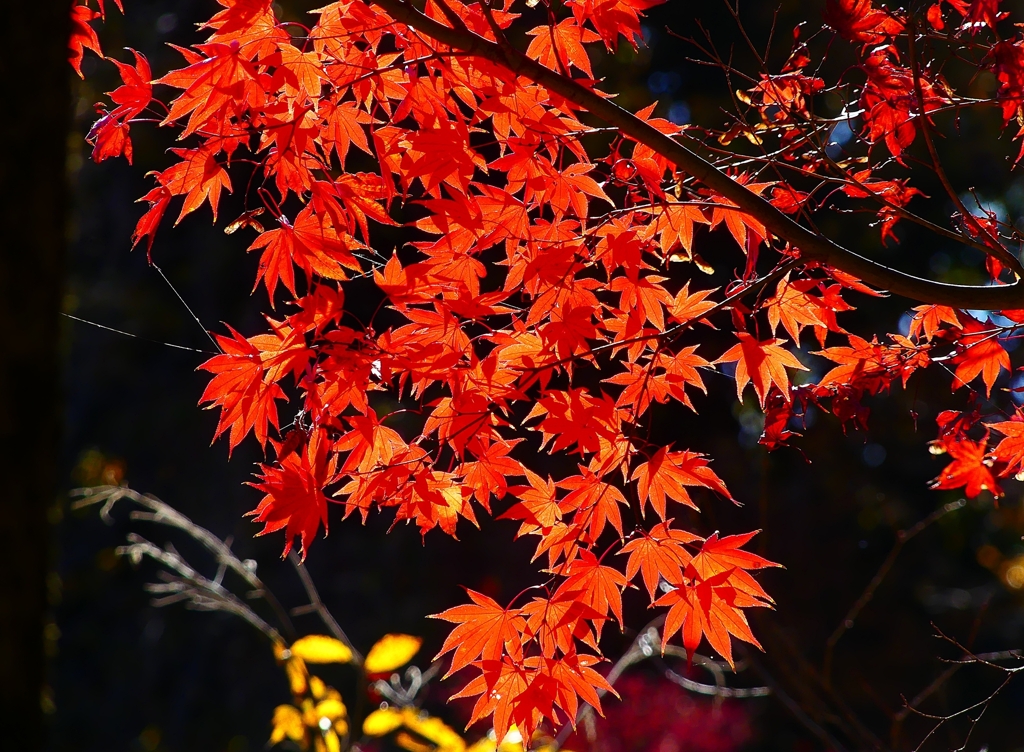 P4540007：紅葉_R