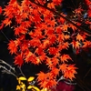 P4540007：紅葉_R
