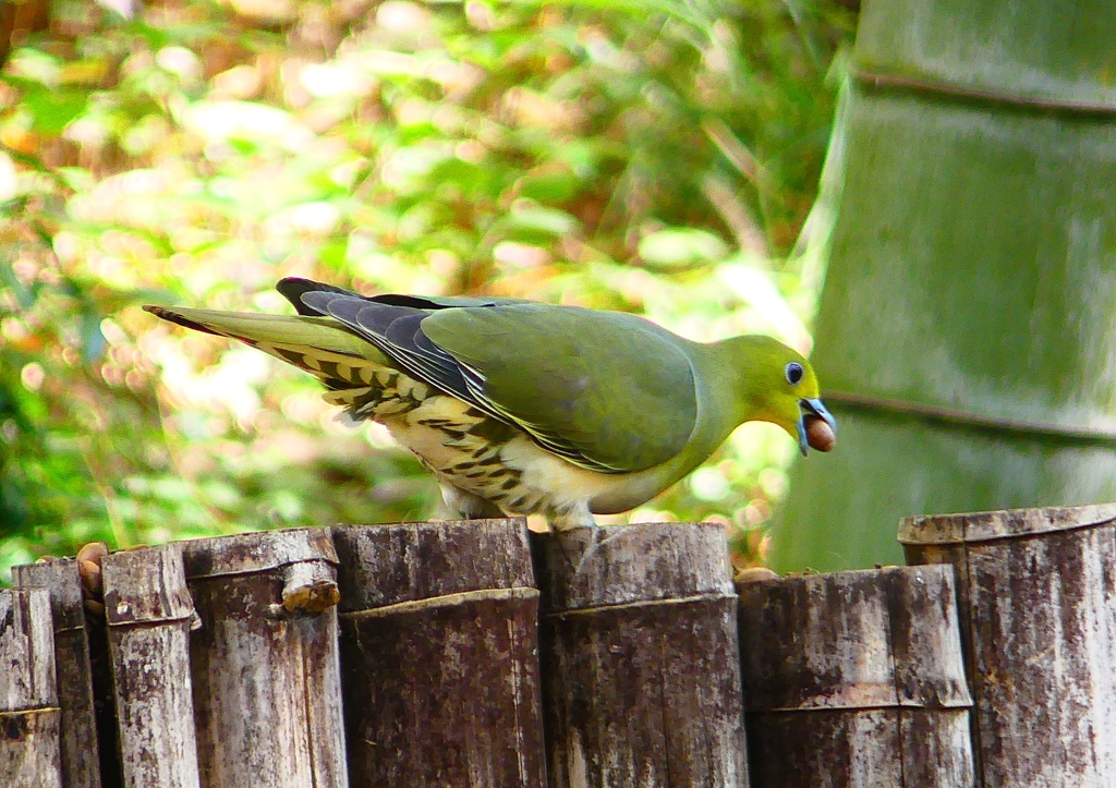 P1910027：アオバト（メス）_R