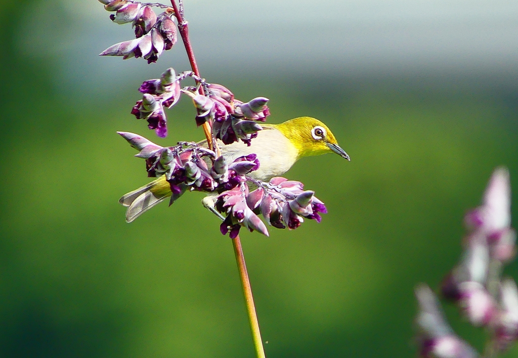 P1010873：メジロ_R