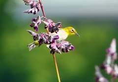 P1010873：メジロ_R