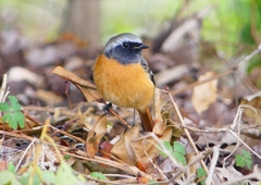 P1560493：ジョウビタキ（オス）_R