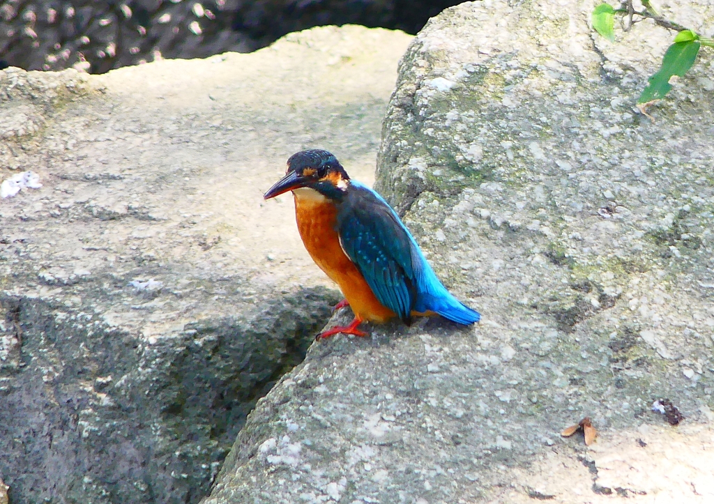 P1280676：カワセミ（メス）_R