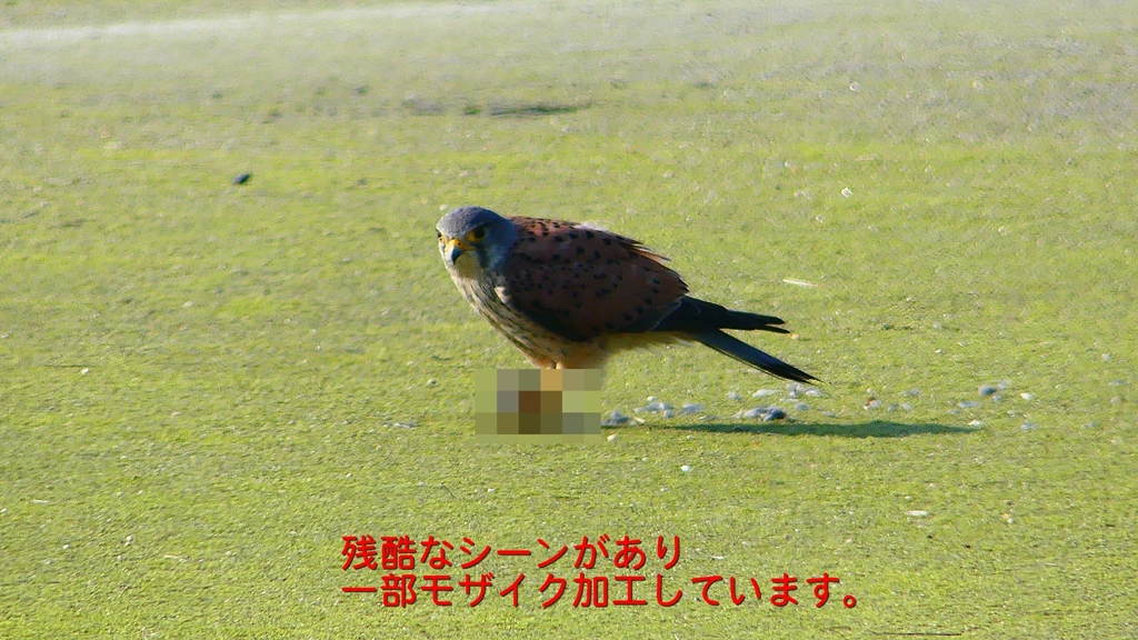 P1990053：チョウゲンボウ-07_R