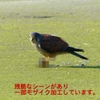 P1990053：チョウゲンボウ-07_R