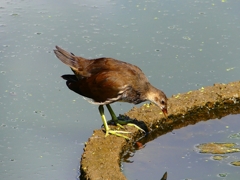 P1100173：バン_R