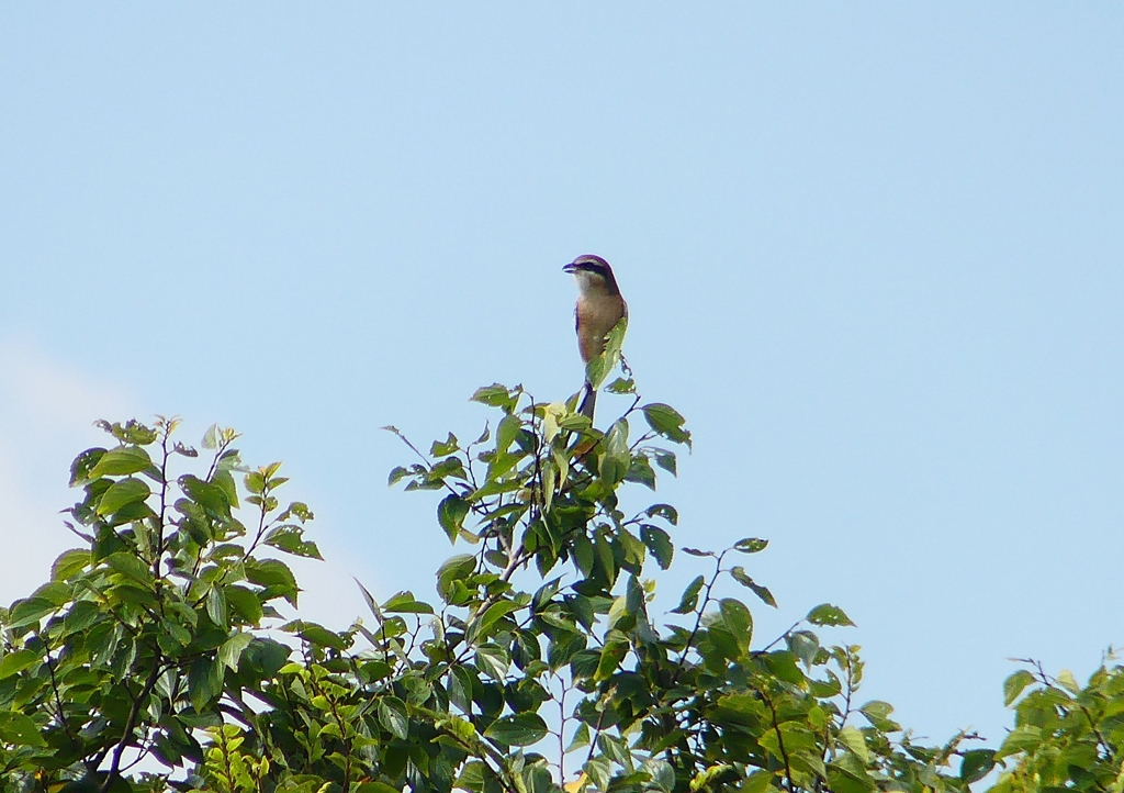 P1230811：モズ（オス）_R