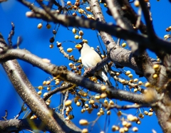 P3700342：イカル_R