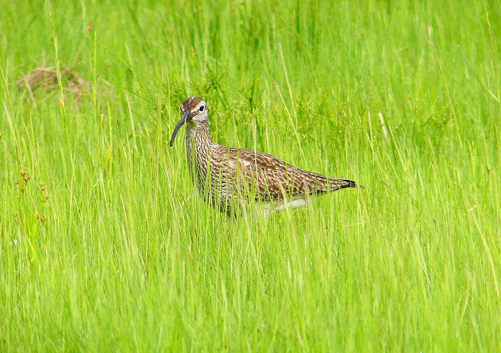 P2020733：チュウシャクシギ_R