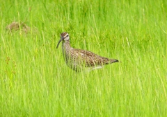 P2020733：チュウシャクシギ_R