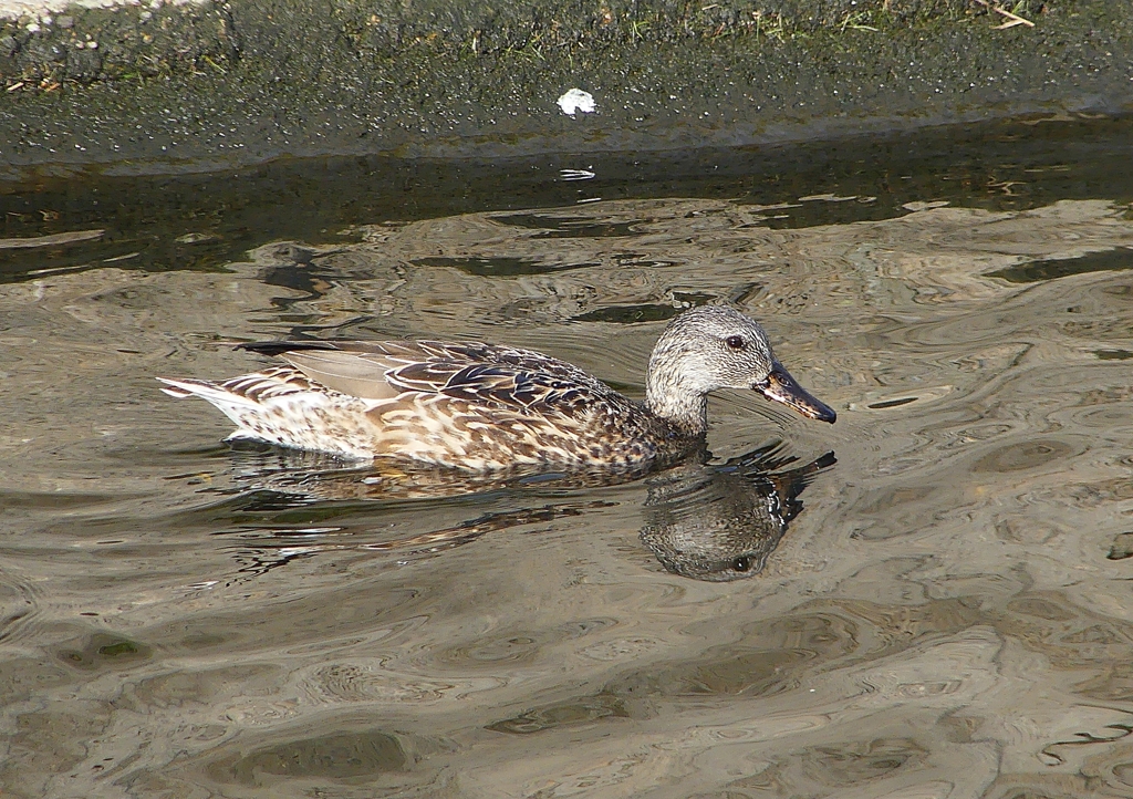 P1570534：オカヨシガモ_R